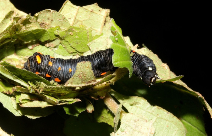 Figura 9. <i>Gonodonta uxor</i> (Erebidae), posición dorsal. Voucher: 13-SRNP-47210-DHJ708580.jpg.