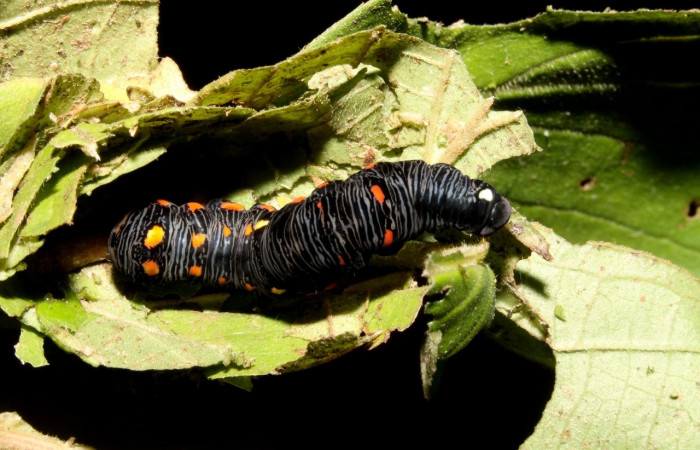 Figura 10. <i>Gonodonta uxor</i> (Erebidae), posición dorsal. Voucher: 13-SRNP-47210-DHJ708581.jpg.