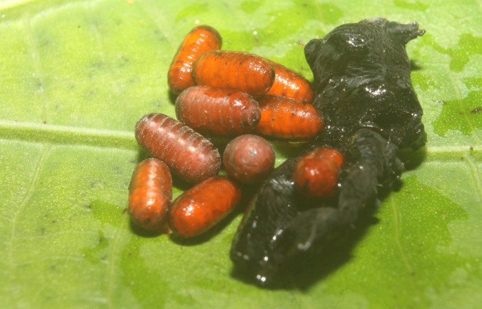 Figura 16. Puparios <i>Eucelatoria</i> aureaDHJ01 (Tachinidae) en <i>Gonodonta uxor</i> (Erebidae). Voucher: 15-SRNP-75359-DHJ716222.jpg.