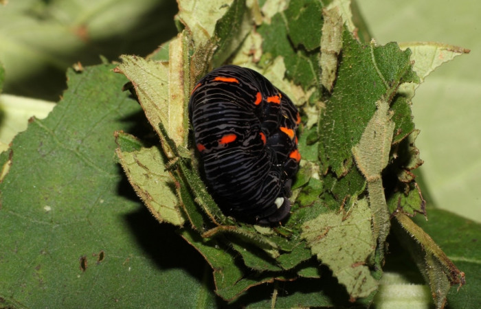 Figura 11. <i>Gonodonta uxor</i> (Erebidae). posición dorsal. Voucher: 19-SRNP-21350-DHJ773225.jpg.