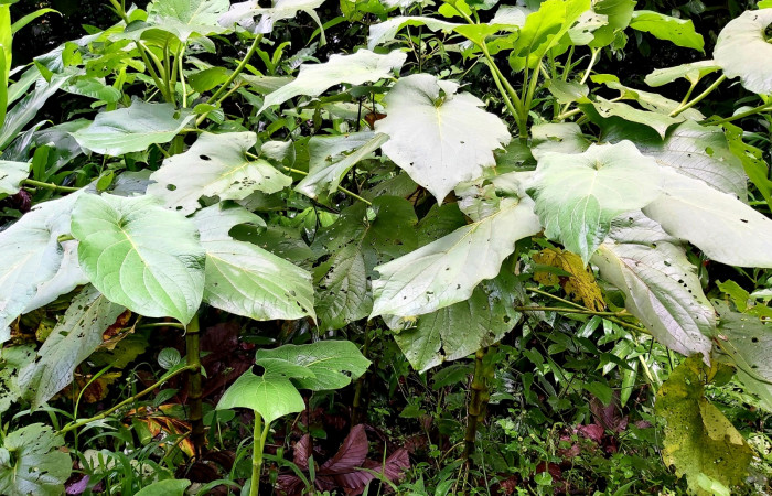 Figura 19. <i>Piper auritum</i> (Piperaceae), planta hospedera en la que se han encontrado la mayoría de <i>Gonodonta uxor</i> (Erebidae) Foto: C. Cano. 6 julio 22. Sendero Corredor. Estación Biológica San Gerardo.