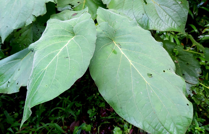 Figura 20. <i>Piper auritum</i> (Piperaceae), característico por su aroma a Anís. Foto: C. Cano. 6 julio 22. Sendero Corredor. Estación Biológica San Gerardo.
