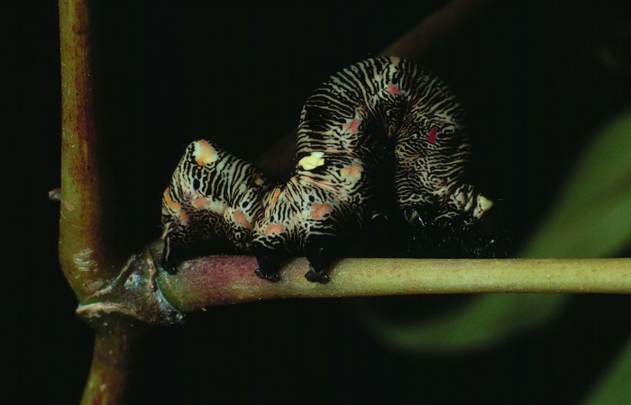 Figura 6. <i>Gonodonta uxor</i> (Erebidae). Penúltimo estadio, posición lateral. Voucher: 83-SRNP-131a-DHJ5180.jpg.