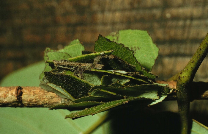 Figura 12. Capullo de hojas de <i>Gonodonta clotilda</i> (Erebidae). Voucher: 98-SRNP-10835-DHJ47299.jpg.