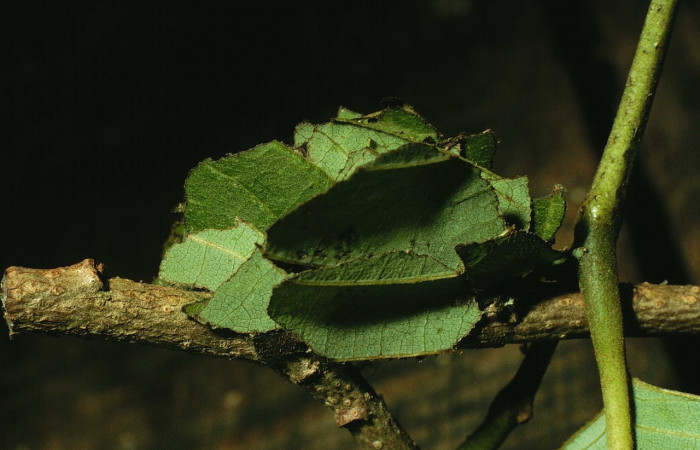 Figura 13. Capullo de hojas de <i>Gonodonta clotilda</i> (Erebidae). Voucher: 98-SRNP-10835-DHJ47300.jpg.