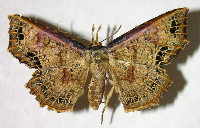 Figura 15. Adulto de <i>Periphrage</i> Poole01 (Erebidae), hembra vista dorsal, localidad Sendero Trichoptera, Sector Pitilla ACG (655m). Voucher: 07-SRNP-32496-DHJ377696.jpg.