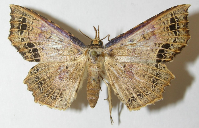 Figura 13. Adulto de <i>Periphrage</i> Poole01(Erebidae), macho vista dorsal, localidad Sendero Cuestona, Sector Pitilla ACG (460m). Voucher: 10-SRNP-31569-DHJ540018.jpg.