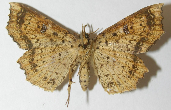 Figura 14. Adulto de <i>Periphrage</i> Poole01(Erebidae), macho vista ventral, localidad Sendero Cuestona Sector Pitilla ACG (460m). Voucher: 10-SRNP-31569-DHJ540019.jpg.