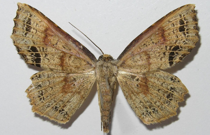 Figura 1. Adulto <i>Periphrage</i> Poole01 (Erebidae), mostrando parte dorsal localidad Sendero Rincon Sector Rincon Rain Forest, ACG (430m). Voucher: 11-SRNP-43245-DHJ557634.jpg.