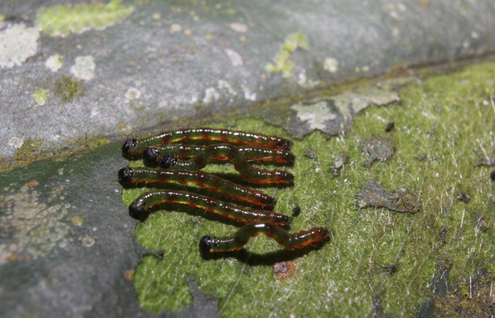 Figura 3.  Grupo de larvas <i>Periphrage</i> Poole01 (Erebidae), tercer estadío (PPU) vista dorsal, localidad Quebradona Estación Biológica Quica, Sector Pitilla ACG (475m). Voucher: 14-SRNP-70985-DHJ723054.jpg.