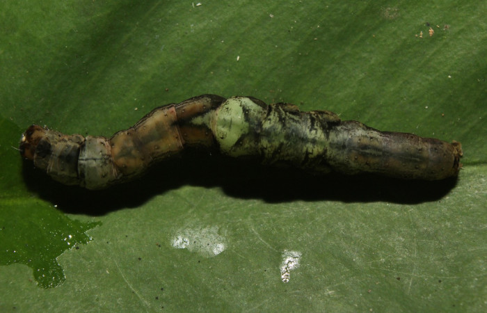 Figura , 10 Larva <i>Periphrage</i> Poole01 (Erebidae), en estado de prepupa vista dorsal, localidad Quebradona Estación Biológica Quica, Sector Pitilla ACG (475m). Voucher: 14-SRNP-70985-DHJ723212.jpg.