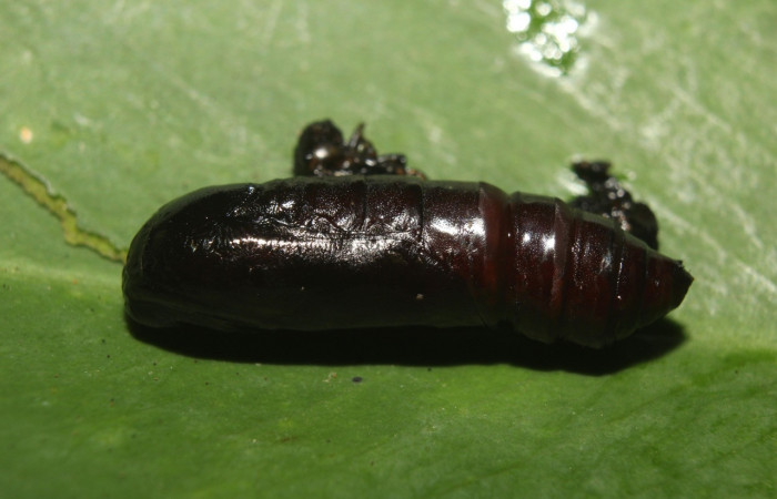 Figura 12. Pupa de <i>Periphrage</i> Poole01 (Erebidae), hembra vista dorsal localidad Medrano Estación Biológica Quica, Sector Pitilla ACG (475m). Voucher: 14-SRNP-70985-DHJ723253.jpg.