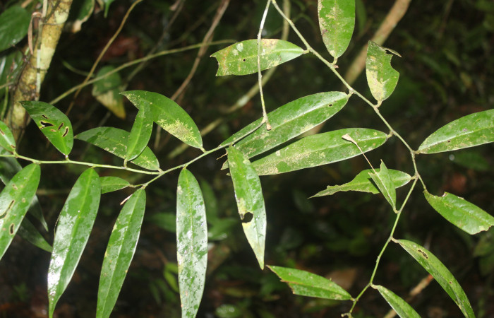 Figura 17. Planta hospedera de <i>Periphrage</i> Poole01 (Erebidae), esta planta se llama <i>Heteropsis oblongifolia</i> familia (Araceae), localidad Sendero Manguera  Estación Biológica Quica, Sector Pitilla (ACG) (470m). Foto; Ricardo Calero 06 julio 2022.