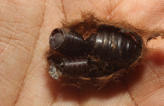 Fig.11 Pupario Tachinidae, <i>Leschenaultia</i> Wood09, parásito del (Erebidae), <i>Munona robpuschendorfi</i>. 12-SRNP-13191.1-DHJ802347.jpg. 
