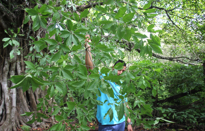 Fig. 12 Planta <i>Cordia alliodora</i> (Cordiaceae), hospedera de la larva <i>Munona robpuschendorfi</i>, (Erebidae), Sector Mundo Nuevo. Foto Elieth cantillano. 7 Junio 2022. 
