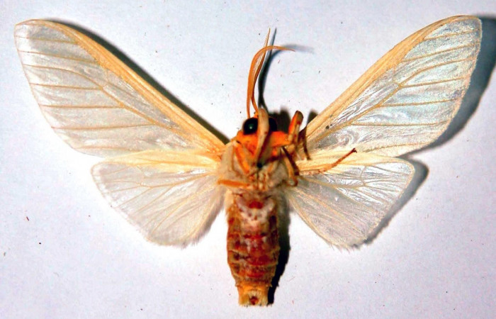 Fig.2 Adulto <i>Munona robpuschendorfi</i>, Erebidae,macho, mostrando la parte ventral. Voucher: 03-SRNP-19198- DHJ93273. 
