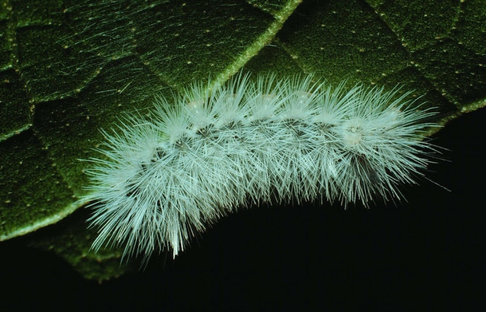 Fig. 7 Larva <i>Munona robpuschendorfi</i>, Erebidae, mostrando la posición lateral entero. Voucher: 83-SRNP-1301-DHJ6346.jpg. 
