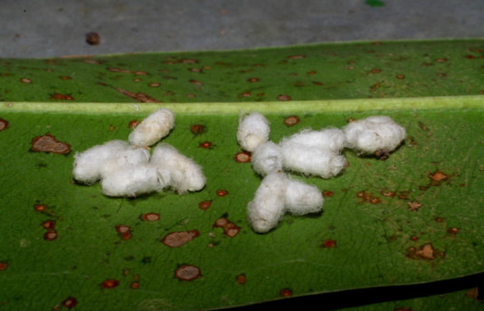 Fig. 16. Capullos de <i>Diolcogaste</i>r Choi07 (Braconidae), avispas parasitas de  larva de <i>Ianassa</i> rusticaDHJ05 (Notodontidae). Voucher: 04-SRNP-13392-DHJ401459.