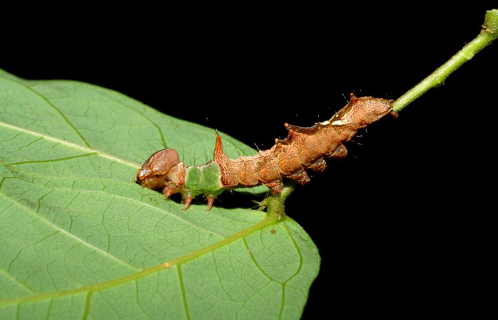 Fig. 5. Larva de <i>Ianassa</i> rusticaDHJ05 (Notodontidae), vista lateral donde se aprecia la intensidad de sus colores y las protuberancias sobre su dorso. Voucher: 05-SRNP-34594-DHJ420433.