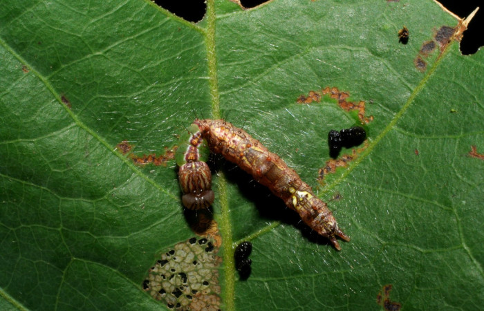 Fig. 4. Larva de <i>Ianassa</i> rusticaDHJ05 (Notodontidae), en proceso de muda de su cabeza. Voucher: 05-SRNP-34594-DHJ424347