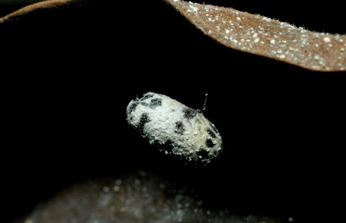 Fig. 15. Capullo de <i>Charops</i> GauldF1 (Ichneumonidae), Hymenopteras parasitas de  larva de <i>Ianassa</i> rusticaDHJ05 (Notodontidae). Voucher: 07-SRNP-16578-DHJ452293.