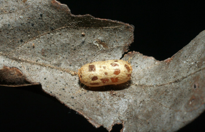 Fig. 14. Capullo de <i>Casinaria</i> CAS-800 (Ichneumonidae), Hymenopteras parasitas de  larva de <i>Ianassa</i> rusticaDHJ05 (Notodontidae). Voucher: 07-SRNP-16599-DHJ452300.