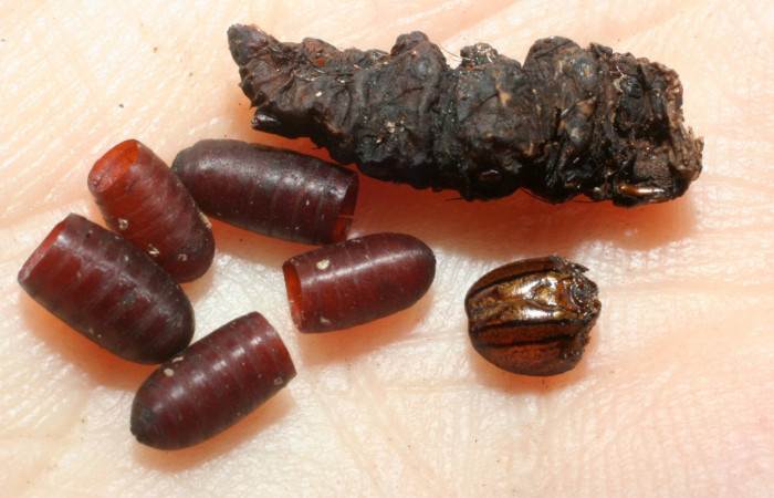 Fig. 18. Puparios de <i>Patelloa</i> xanthuraDHJ05 (Tachinidae), mosca parasita de  larva de <i>Ianassa</i> rusticaDHJ05 (Notodontidae). Voucher: 07-SRNP-58394-DHJ462011.