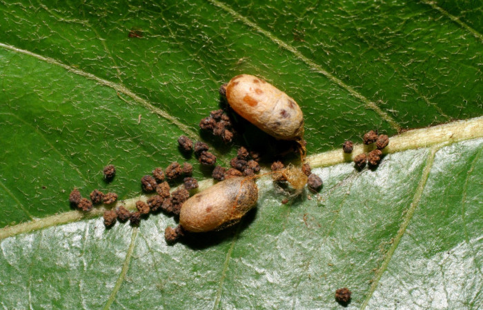 Fig. 13. Capullos de <i>Casinaria</i> CAS-800 (Ichneumonidae), Hymenopteras parasitas de  larva de <i>Ianassa</i> rusticaDHJ05 (Notodontidae). Voucher: 07-SRNP-60703-DHJ435096.