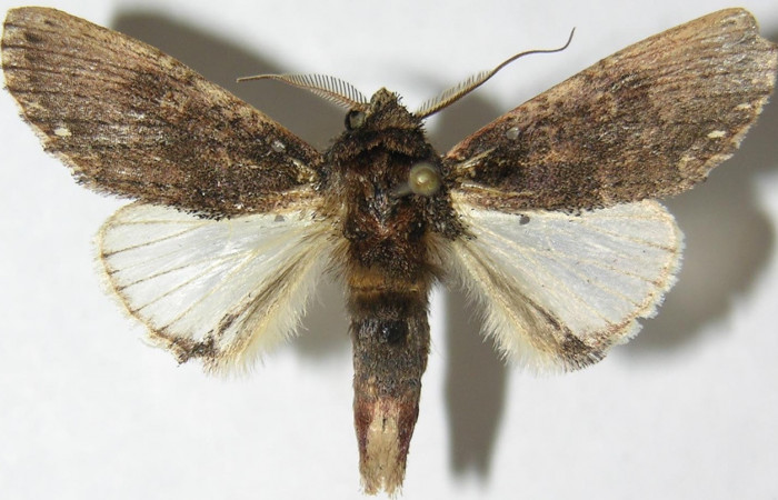 Fig. 19. Macho de <i>Ianassa</i> rusticaDHJ05 (Notodontidae), con colores oscuros debido que son de hábitos nocturnos, antenas plumosas para percibir aromas de su entorno. Voucher: 08-SRPN-30051-DHJ387708.