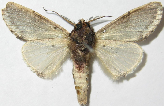 Fig. 20. Macho de <i>Ianassa</i> rrusticaDHJ05 (Notodontidae), con colores claros en su área ventral. Voucher: 08-SRPN-30051-DHJ387709.