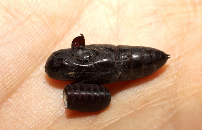 Fig. 17. Puparios de <i>Patelloa</i> xanthuraDHJ01 (Tachinidae), mosca parasita de atacando pupa de <i>Ianassa</i> rusticaDHJ05 (Notodontidae). Voucher: 10-SRNP-36751-DHJ498236.