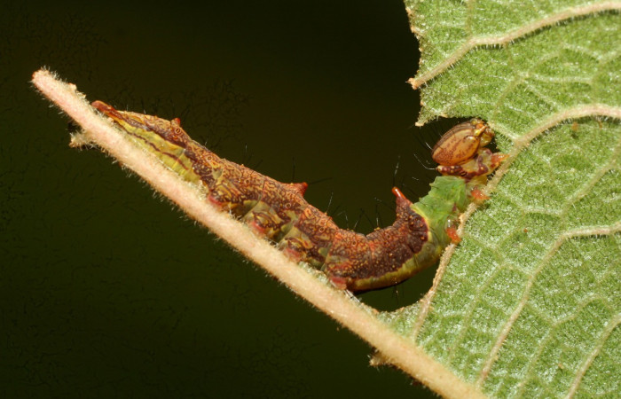 Fig. 7. Larva de <i>Ianassa</i> rusticaDHJ05 (Notodontidae), simulando el borde de la hoja para pasar desapercibida de aves depredadoras. Voucher: 10-SRNP-70762-DHJ474624.
