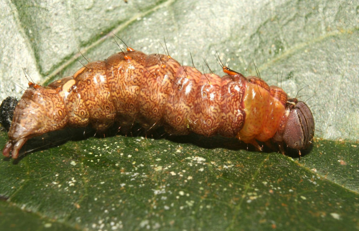 Fig. 11. Prepupa de <i>Ianassa</i> rusticaDHJ05 (Notodontidae), en  este proceso pierden su coloración dejan de alimentarse para dar paso a la pupa .Voucher: Voucher: 13-SRNP-71929-DHJ703633.