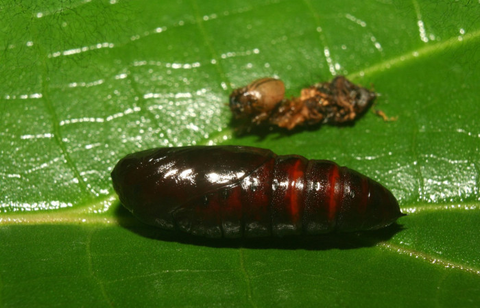 Fig. 12. Pupa de <i>Ianassa</i> rusticaDHJ05 (Notodontidae), con exoesqueleto  de la prepupa .Voucher: Voucher: 13-SRNP-71929-DHJ703643.
