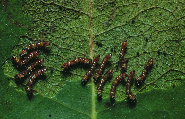 Fig. 2. Larva de <i>Ianassa</i> rusticaDHJ05 (Notodontidae), comiendo <i>Rourea glabra</i> (Connaraceae). Voucher: 83-SRNP-89-DHJ5009.