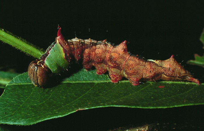 Fig. 9. Larva de <i>Ianassa</i> rusticaDHJ05 (Notodontidae), genéticamente con la capacidad de cambiar su coloración para una mayor sobrevivencia ante orugas de su misma especie. Voucher: 84-SRNP-1230-DHJ7939.