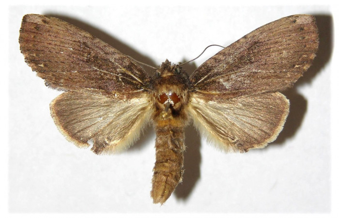 Fig. 21. Hembra de <i>Ianassa</i> rrusticaDHJ05 (Notodontidae), con un abdomen más robusto que el de los machos, antenas filiformes a diferencia de los machos con antenas plumosas. Voucher: 93-SRPN-2416-DHJ311776.