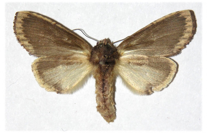Fig. 22. Hembra de <i>Ianassa</i> rusticaDHJ05 (Notodontidae), vista ventral con abdomen más robusto que el de los machos. Voucher: 93-SRPN-2416-DHJ311777.