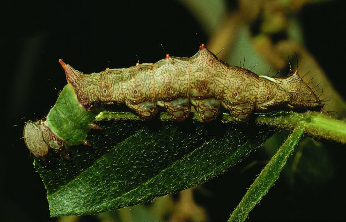 Fig. 10. Larva de <i>Ianassa</i> rusticaDHJ05 (Notodontidae), genéticamente con la capacidad de cambiar su coloración para una mayor sobrevivencia ante orugas de su misma especie. Voucher: 93-SRNP-7464-DHJ26851.