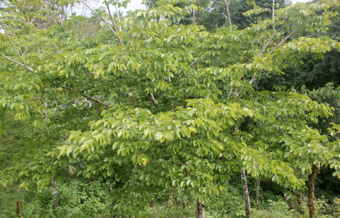 Fig. 1. <i>Hymenaea courbaril</i> (Fabaceae). Planta hospedera de <i>Ianassa</i> rusticaDHJ05 (Notodontidae). Foto Duvalier Briceño.