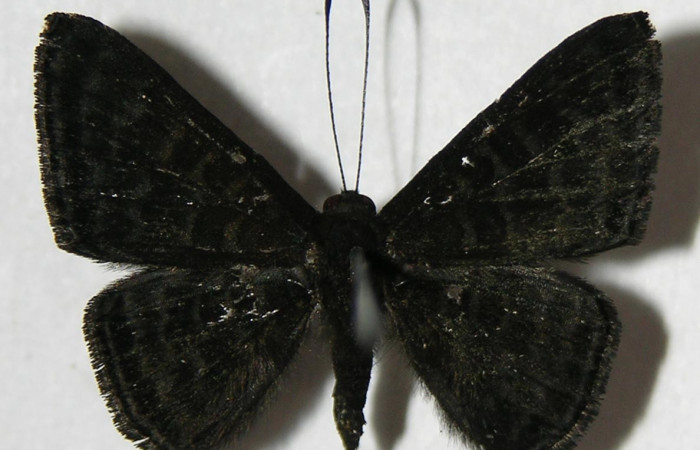 Fig. 16. Macho de  <i>Pirascca arbuscula</i> (Riodinidae)  vista dorsal. Voucher: 03-SRNP-33152-DHJ383298.jpg