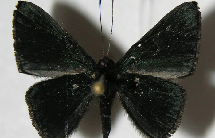 Fig. 17. Macho de  <i>Pirascca arbuscula</i> (Riodinidae)  vista ventral. Voucher: 03-SRNP-33152-DHJ383299.jpg