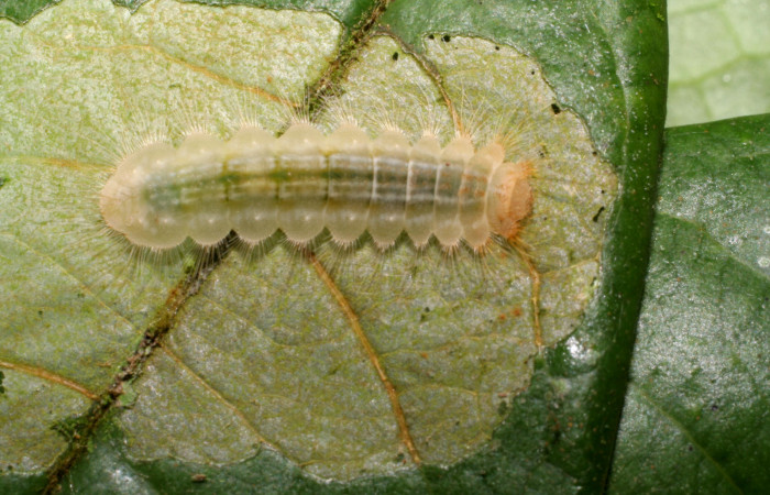 Figura 2.  Larva de <i>Pirascca arbuscula</i> (Riodinidae) vista dorsal (07-SRNP-65255-DHJ433866)