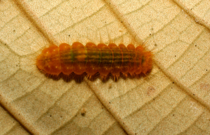 Figura 4.  Larva de <i>Pirascca tyriotes</i> (Riodinidae) vista dorsal (07-SRNP-65937-DHJ435335)