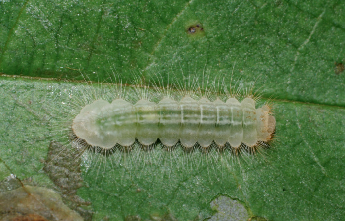 Figura 1.  Larva de <i>Pirascca arbuscula</i> (Riodinidae) vista dorsal (08-SRNP-70556-DHJ443330)
