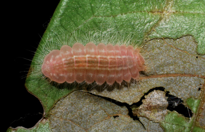 Figura 8.  Prepupa de <i>Pirascca arbuscula</i> (Riodinidae) vista dorsal (08-SRNP-70557-DHJ443335)