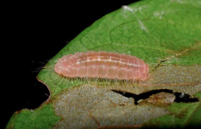 Figura 9.  Prepupa de <i>Pirascca arbuscula</i> (Riodinidae) vista lateral (08-SRNP-70557-DHJ443335)