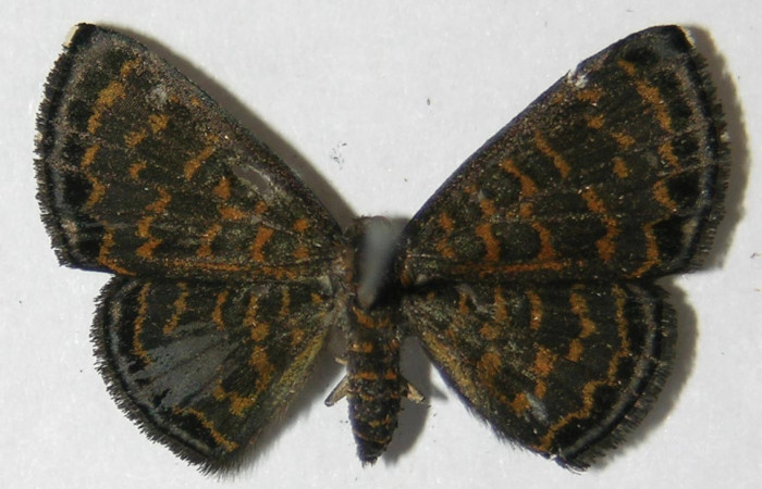Fig. 14. Hembra de  <i>Pirascca arbuscula</i> (Riodinidae)  vista dorsal. Voucher: 09-SRNP-72617-DHJ518438.jpg
