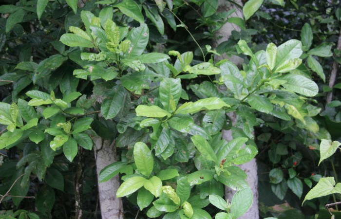 Figura 7.  Planta hospedera de <i>Pirascca arbuscula</i> (Riodinidae) Vochysia guatemalensis (Vochyseaceae)