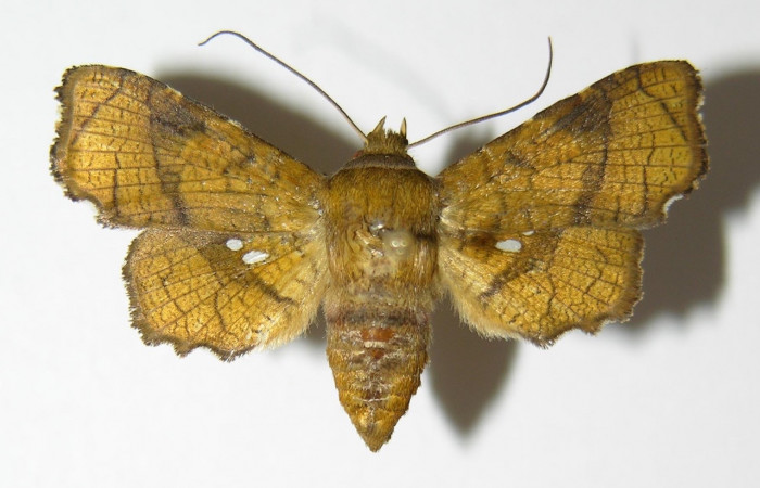 Fig 11. Adulto de <i>Dysodia</i> Janzen03; familia Thyrididae, vista dorsal, en alas abiertas miden 31mm.
 Voucher 01-SRNP-4788-DHJ337846